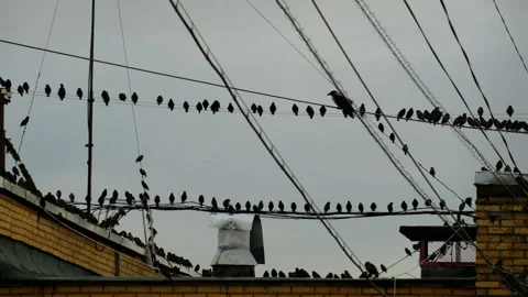 View a flock of birds on wires, animals in the city, time lapse Stock Footage 280105850
