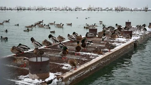 A view at the flock of ducks on the harbor in winter time Stock Footage 147156934