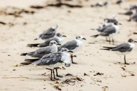 View of flock of seagulls standing on sandy beach with scattered seaweed Stock Photos