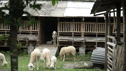 View of a flock of sheep eating in front of the pen Stock Footage 263700001