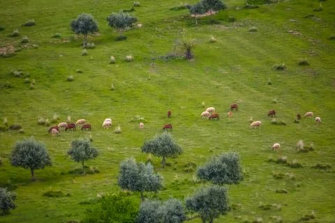View of flock of sheep with light and dark colors Stock Photos