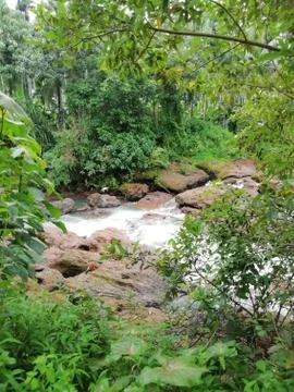 View of flow of water in a stream between the leaves Stock Photos
