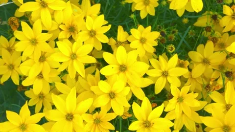 View of a flower bed full of yellow plants. Macro shot, close-up, top view Video stock 313165378