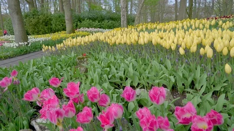 The view of the flower bed in the park Stock Footage 79804172