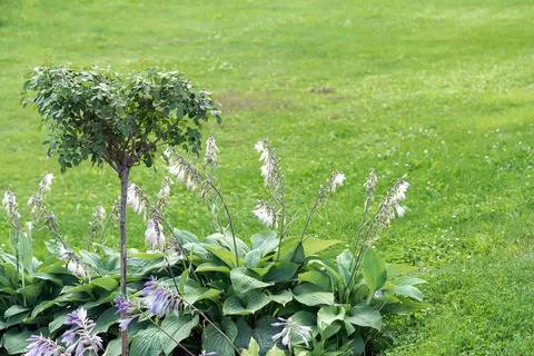 View of flower beds from different blooming flowers and a lawn in the garden. Stock Photos