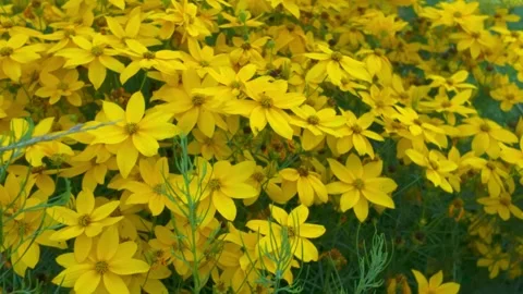 View of a flower beds full of yellow plants. Macro shot, close-up, top view Video stock 313164295