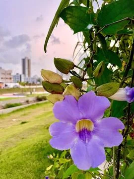 View of the flower in park Stock Photos