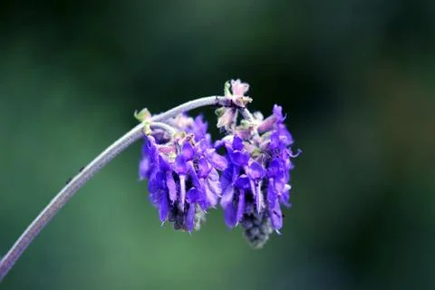 View of a flower Stock Photos