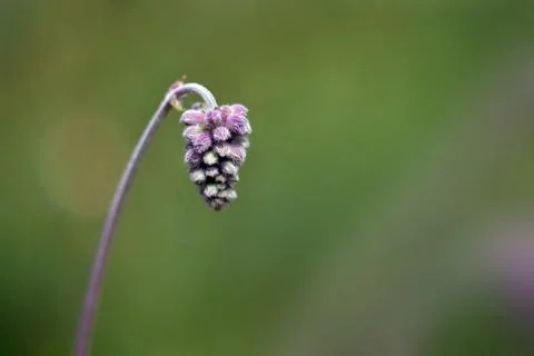 View of a flower Stock Photos