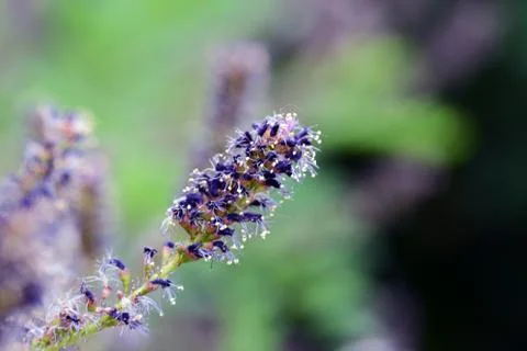 View of a flower Stock Photos