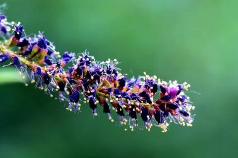 View of a flower Stock Photos