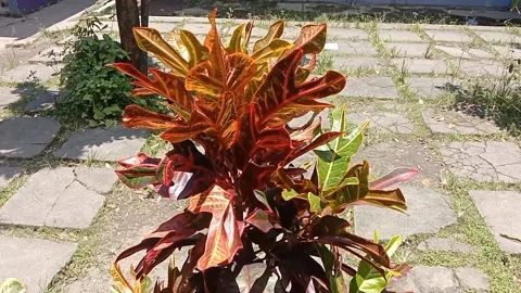 The view in the flower pot Stock Footage 235268943