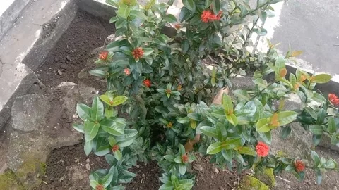 The view in the flower pot Stock Footage 235410879