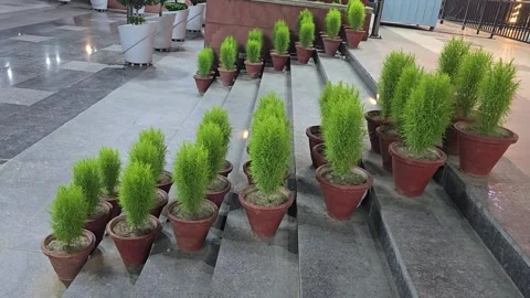 A View of the Flower Pot Stock Footage 313571934