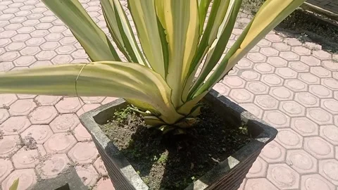 The view in the flower pots Stock Footage 235410560