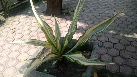 The view in the flower pots Stock Footage 235410561