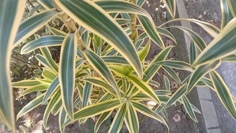 The view in the flower pots Stock Footage 235503714