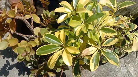 The view in the flower pots Stock Footage 235510695