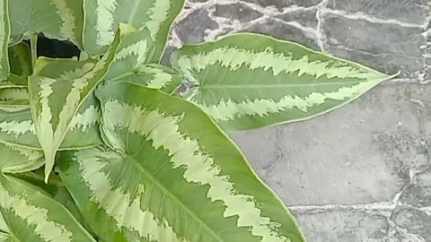 The view in the flower pots Video stock 237325357