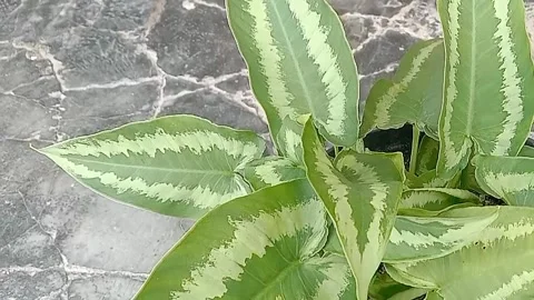 The view in the flower pots Stock Footage 237325406