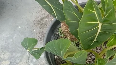 The view in the flower pots Stock Footage 237325802