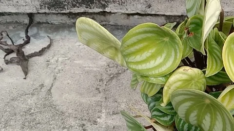 The view in the flower pots Stock Footage 237325924