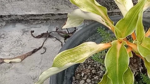The view in the flower pots Stock Footage 237326010