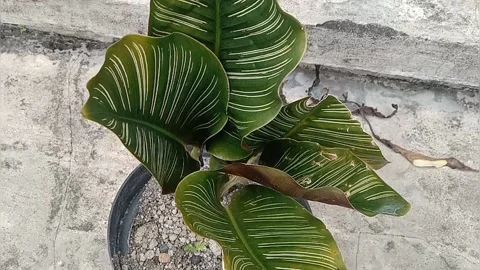 The view in the flower pots Stock Footage 237326080