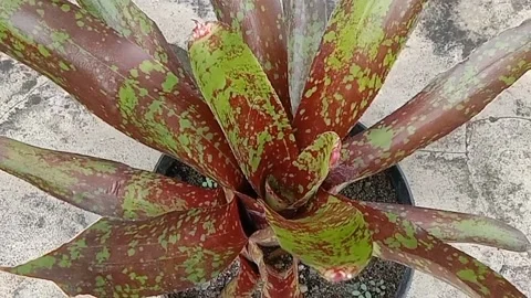 The view in the flower pots Stock Footage 237326348