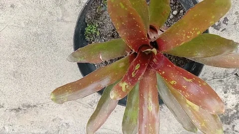 The view in the flower pots Stock Footage 237326553