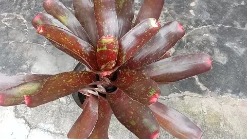 The view in the flower pots Stock Footage 237326602