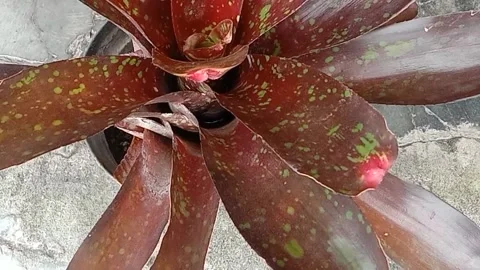 The view in the flower pots Stock Footage 237326671
