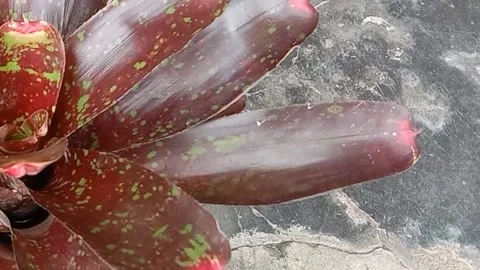 The view in the flower pots Stock Footage 237326674