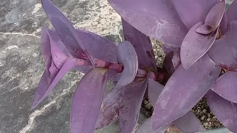 The view in the flower pots Stock Footage 237326753