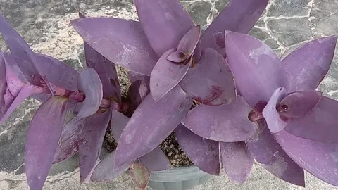 The view in the flower pots Stock Footage 237326755
