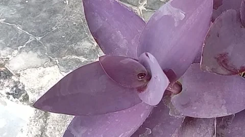 The view in the flower pots Stock Footage 237326828