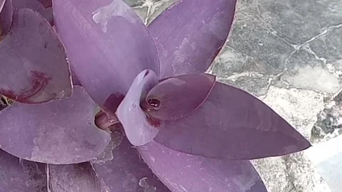 The view in the flower pots Stock Footage 237326829