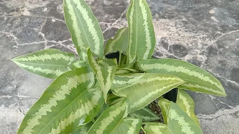 The view in the flower pots Stock Footage 237326917