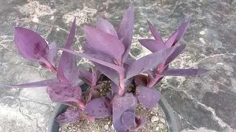 The view in the flower pots Stock Footage 237327051