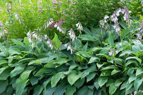 View of the flowerbed from different flowers. Stock Photos