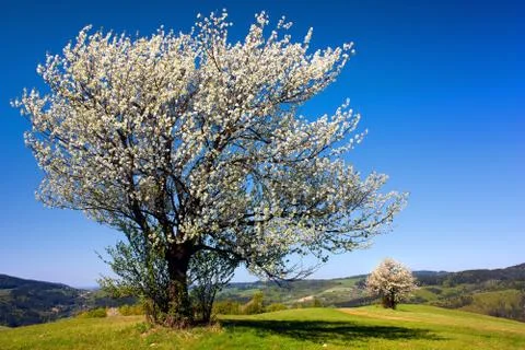 View of flowering cherry-trees Stock Photos