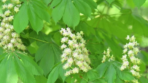 View of a flowering chestnut tree in spring Stock Footage 334772491