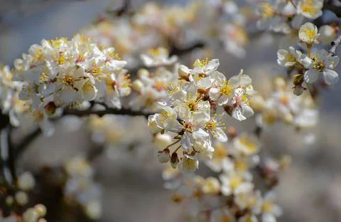 View of flowering fruit trees in spring. Stock Photos