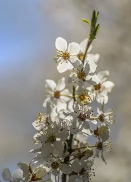 View of flowering fruit trees in spring. Stock Photos