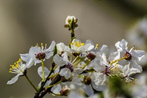 View of flowering fruit trees in spring. Stock Photos