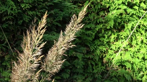 View on the flowering grasses  Stockbeeldmateriaal 169080937