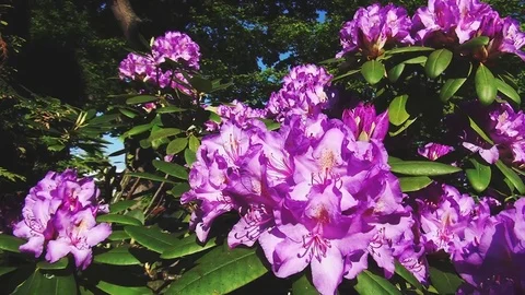 View on the flowering rhododendron Video stock 96191066