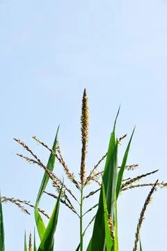 View of a flowering sprout of corn. Corn on a background of blue sky. Stock Photos