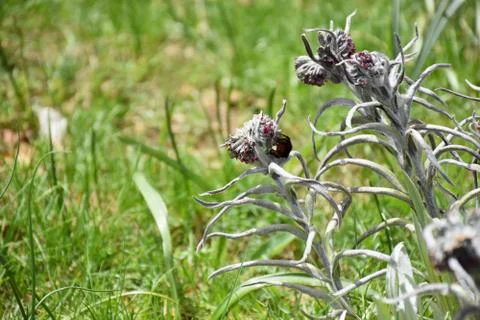 View of flowers with bee Stock-Fotos