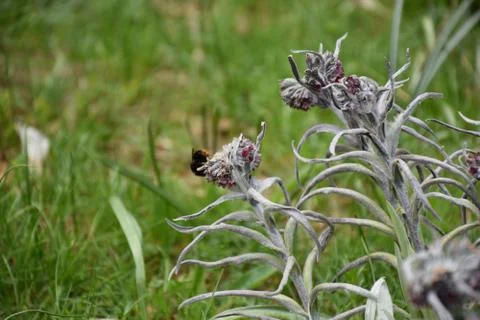 View of flowers with bee 스톡 사진
